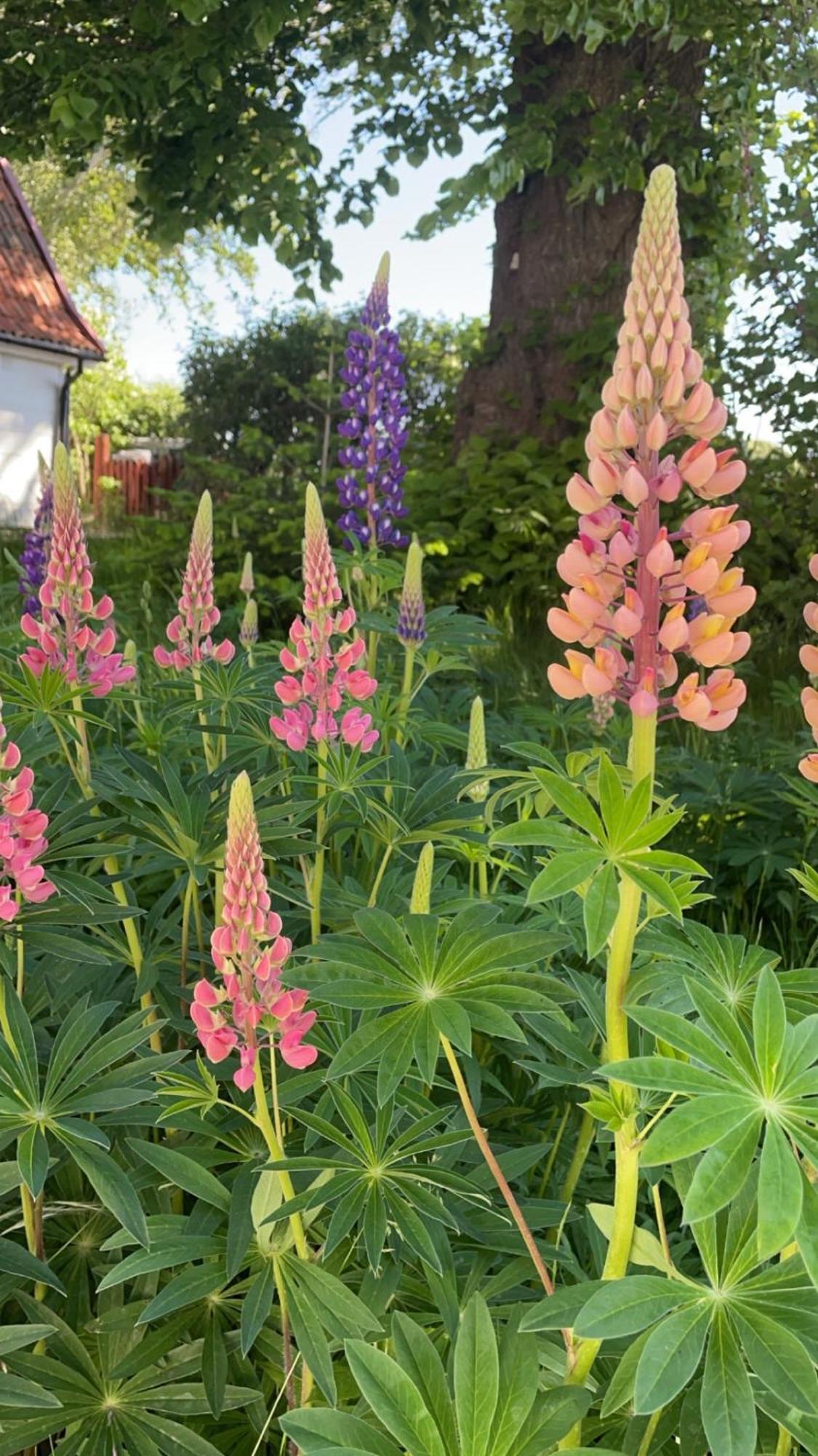 Mjöhult Trennegarden B&B المظهر الخارجي الصورة